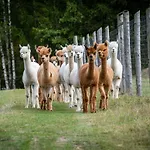 Gosciniec Bocianowo * Stręgiel