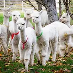 Gosciniec Bocianowo Alloggio in famiglia