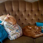 Alloggio in famiglia Gosciniec Bocianowo *