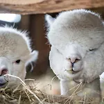 Gosciniec Bocianowo Alloggio in famiglia Stręgiel