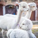 Gosciniec Bocianowo Alloggio in famiglia Stręgiel