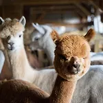 Gosciniec Bocianowo Alloggio in famiglia Stręgiel