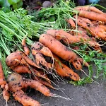 Gosciniec Bocianowo Stręgiel