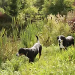 Gosciniec Bocianowo Stręgiel