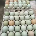 Alloggio in famiglia Gosciniec Bocianowo Stręgiel