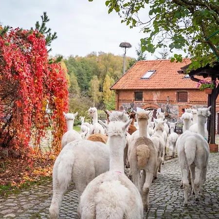 Gosciniec Bocianowo * Stręgiel
