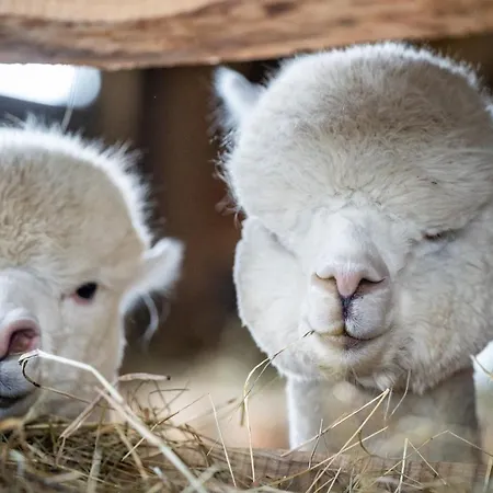 Gosciniec Bocianowo Ubytování v soukromí Stręgiel