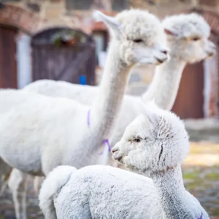 Gosciniec Bocianowo Privatunterkunft Stręgiel