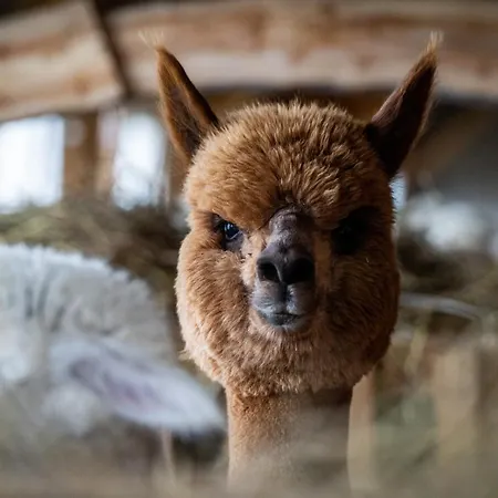 Gosciniec Bocianowo Stręgiel