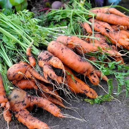 Gosciniec Bocianowo Stręgiel