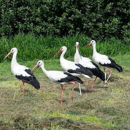 Bocianowo Kwatera prywatna Stręgiel