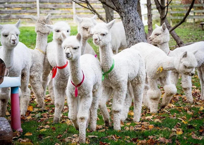 Gosciniec Bocianowo Accommodatie bij particulieren
