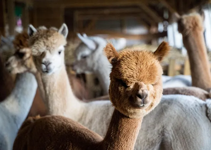 Gosciniec Bocianowo Accommodatie bij particulieren Stręgiel