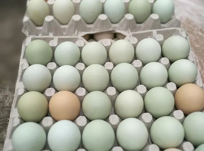 Accommodatie bij particulieren Gosciniec Bocianowo Stręgiel